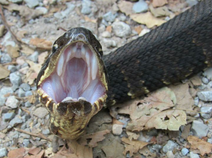 Cottonmouth